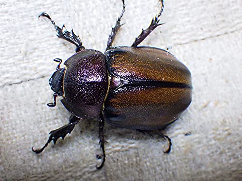 Amazon | マルガリータヒナカブト 生体 (40ミリ36ミリ新成虫ペア